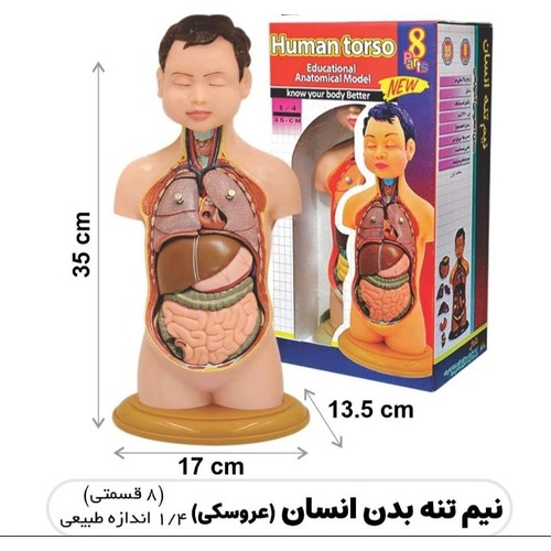 مولاژ نیم تنه بدن انسان عروسکی (8 تیکه)